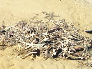 florida-starfish-mass-die-off.jpg
